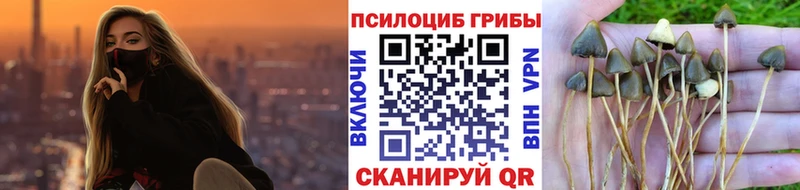 закладка  Тында  darknet Telegram  Галлюциногенные грибы Psilocybine cubensis 